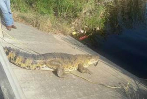 Captura Profepa cocodrilo de 4 metros en Tamaulipas que merodeaba casas