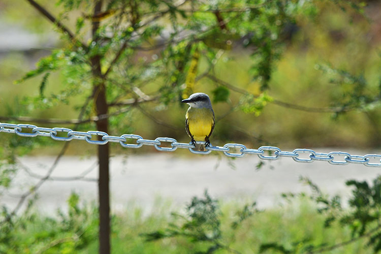 Dominicana prohíbe cacería de aves durante dos años