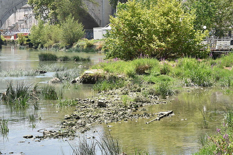 Prevén cortes de agua en Roma en medio de cruenta sequía