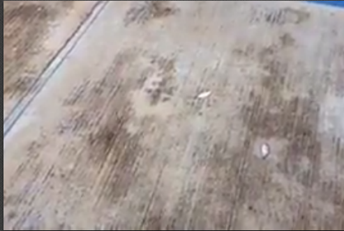 Una extraña lluvia de peces sorprendió al sur del país — México Una extraña lluvia de peces sorprendió al sur del país — México