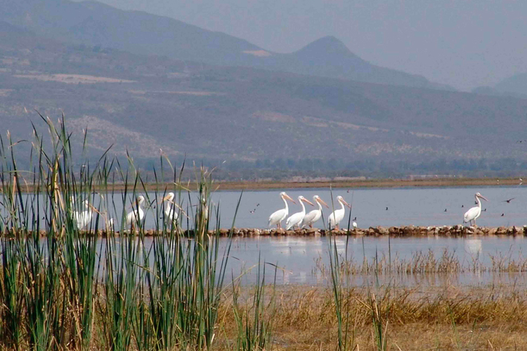 Microclima. Las aves encuentran variedad de ambientes en la Laguna de Sayula. (Fotos: Cortesía)