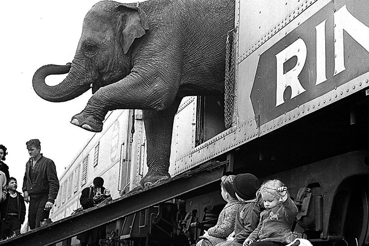 Tras 146 años, cierra sus puertas el circo Ringling Brothers