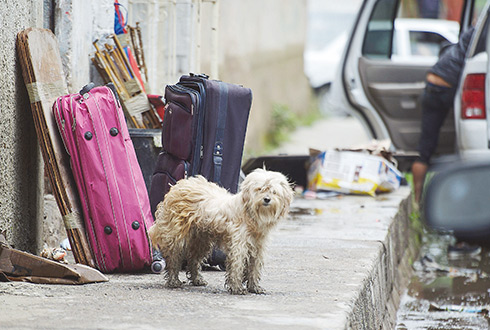 Perros callejeros, riesgo de salud pública en ZMG