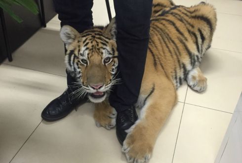 Capturan a tigre que escapa de una casa en Zapopan