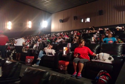Realizan función de cine para perros y sus dueños 