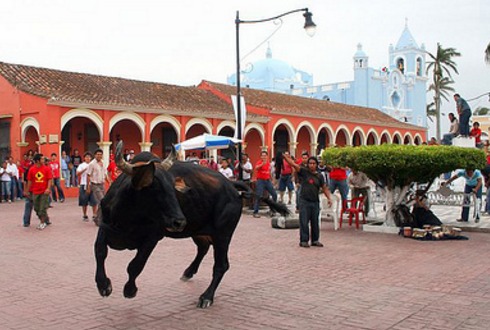 Garantizan seguridad bovina en fiestas de la candelaria en Veracruz | NTR  Guadalajara