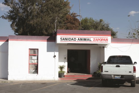 Zapopan niega negligencia en caso de perros