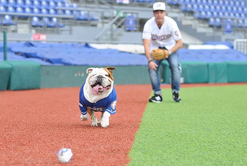 Charros invita a perros ‘fans’
