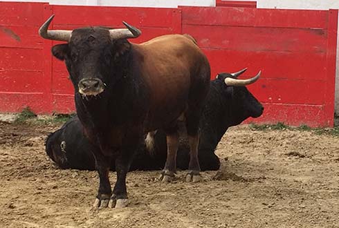 Lidian con la duda y la omisión 