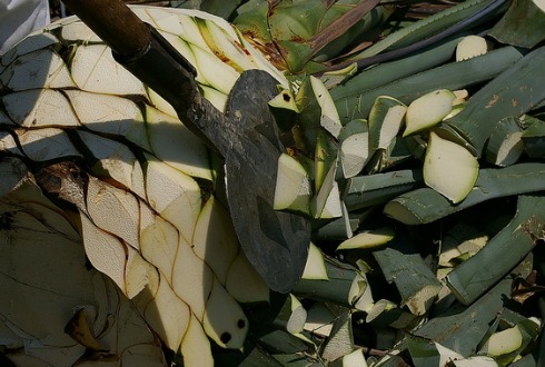 La piña de agave azul más grande y dulce será premiada - El Diario NTR ...