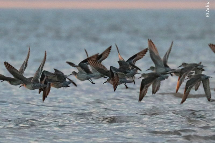 Cautivan aves en su viaje a Alaska