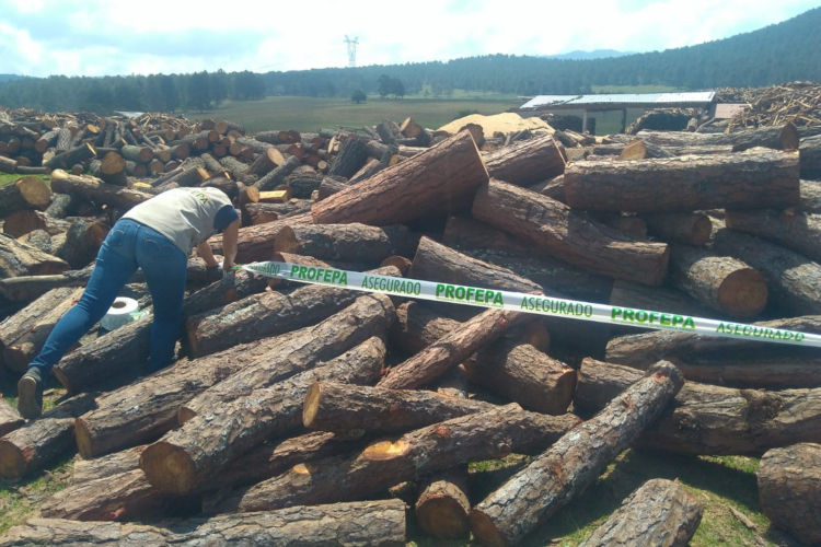 Profepa clausura aserradero en Tapalpa NTR