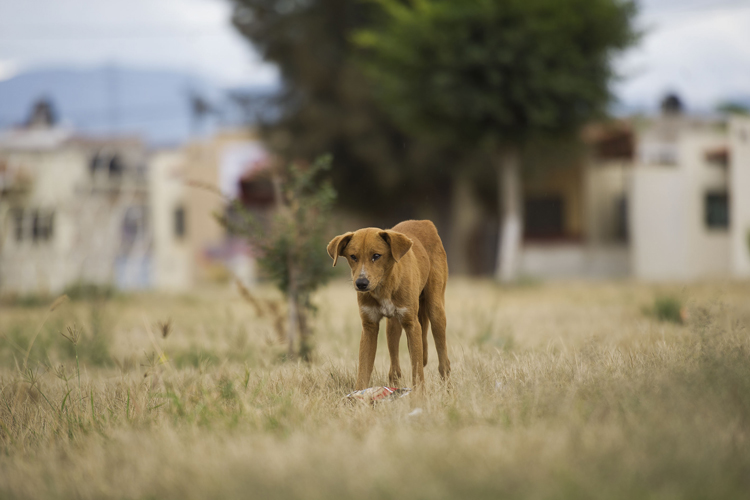 Vive en la calle 70% de perros