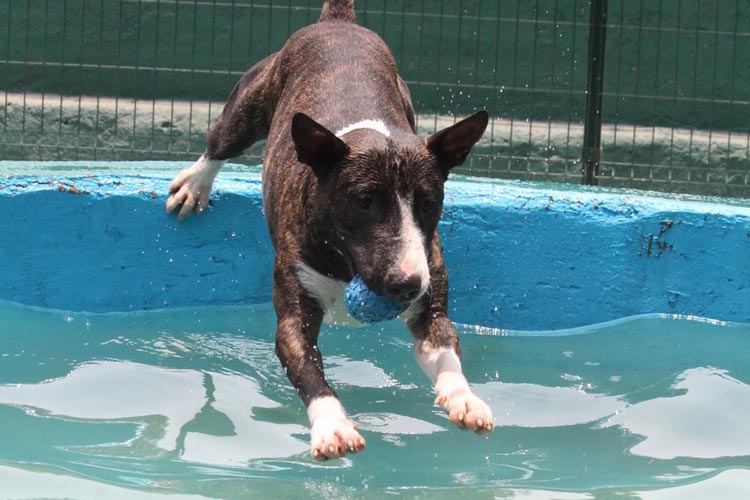 Buscan perros una segunda oportunidad