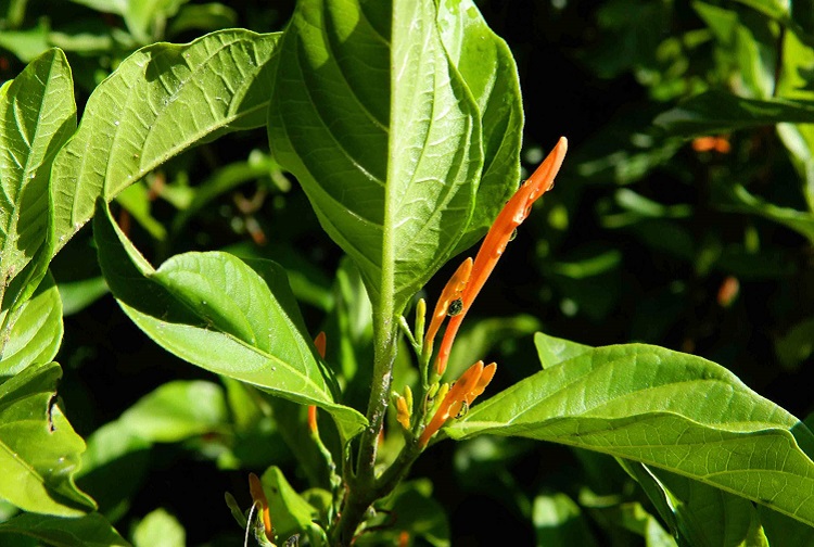 La planta 'muicle' de Jalisco tiene efectos antidepresivos