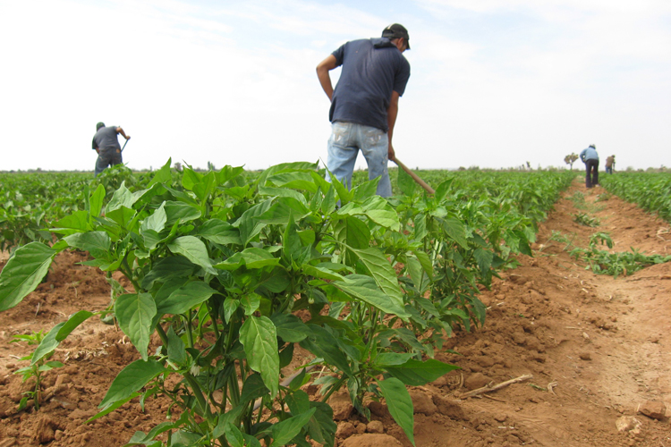 Agro mexicano gana en exportación 