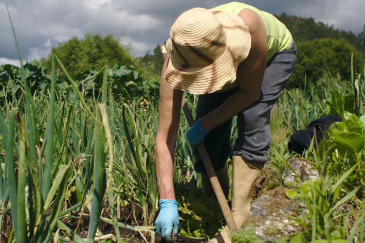 Pobreza en áreas rurales vuelve a crecer, dice FAO - El Diario NTR ...