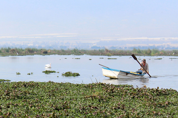 Impactan cultivos a laguna de Zapotlán