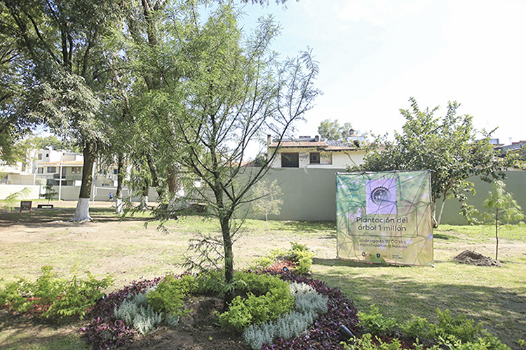 Registran apenas 165 árboles en 'app'