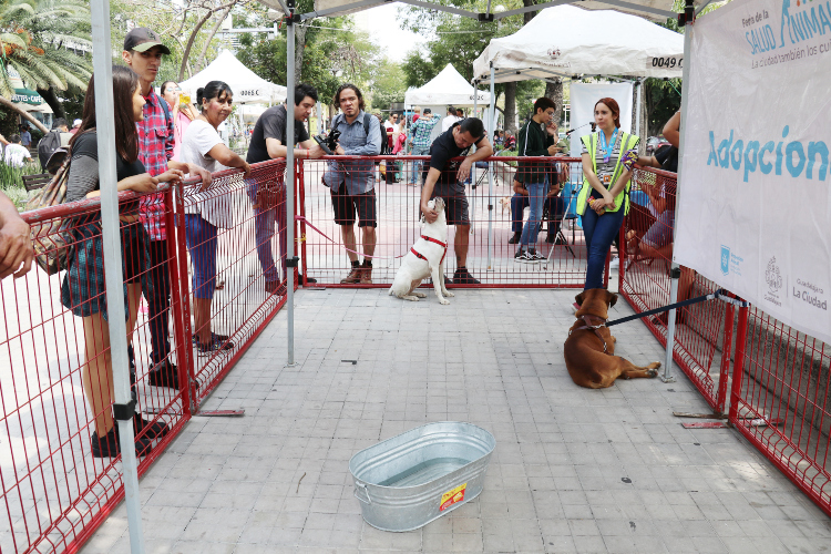 Casi medio centenar de perros buscan hogar en GDL