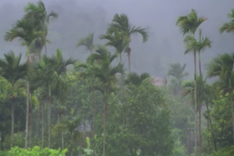 VIDEO: Una tribu india construye puentes vivientes que tardan 30 años en llegar a la otra orilla, pero viven 500 años