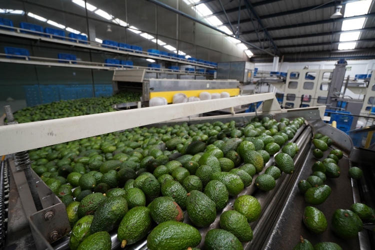 Proyecta Jalisco exportar hasta 100 mil toneladas de aguacate