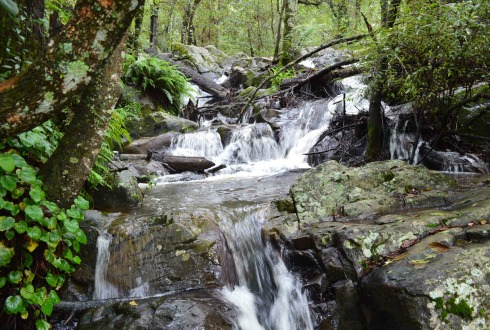 Sierra de Quila cumple 40 años de protección