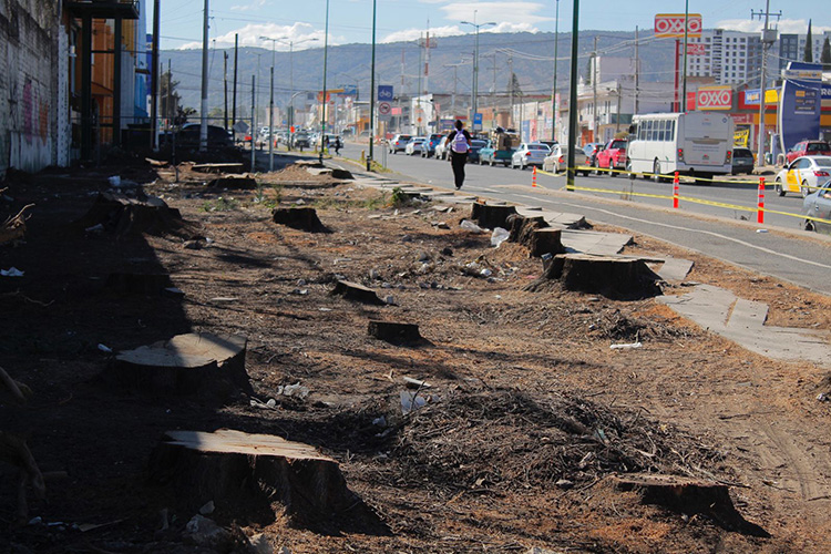 Talada Exigen a Zapopan que reforeste zona talada en Mariano Otero - El Diario ...