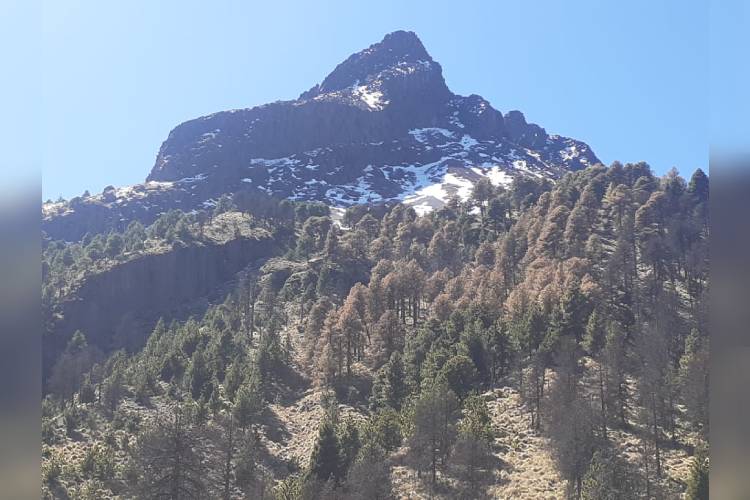 Oyamel endémico del Nevado de Colima, en riesgo por usos y costumbres