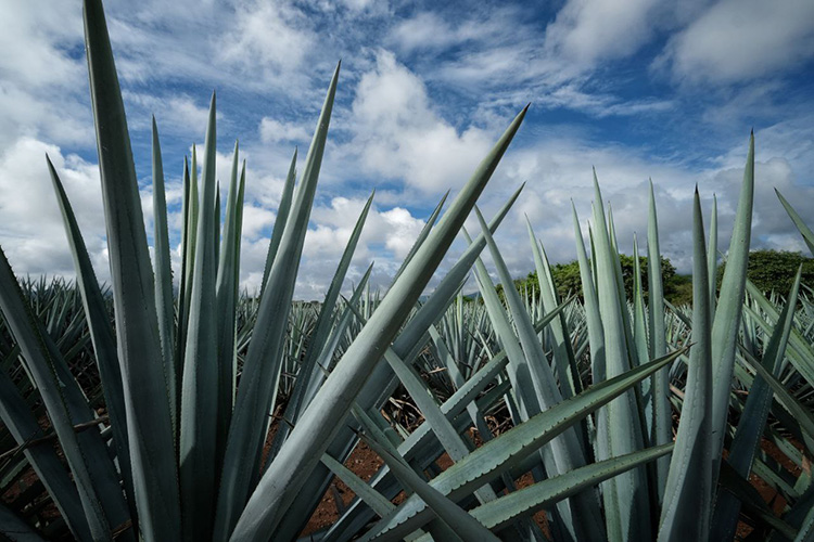 Inicia la fiesta de cine en Tequila