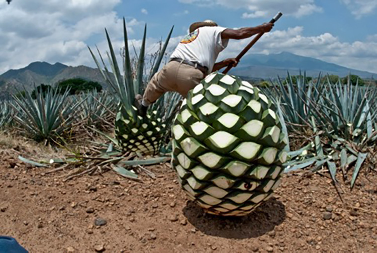 CCA recibe más datos sobre daños por agave