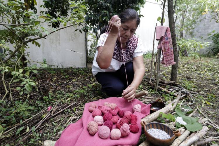 Mujeres preservan crianza de grana cochinilla