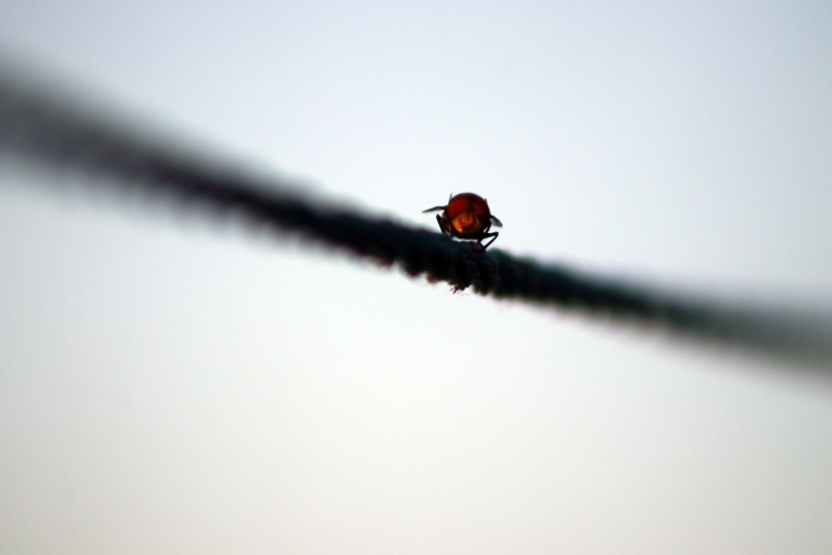 Logran que mosca de la fruta se reproduzca sin necesidad de machos