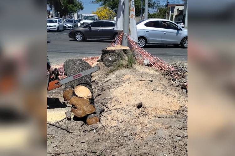 Acusan tala ilegal en av. Copérnico; Zapopan desestima señalamiento