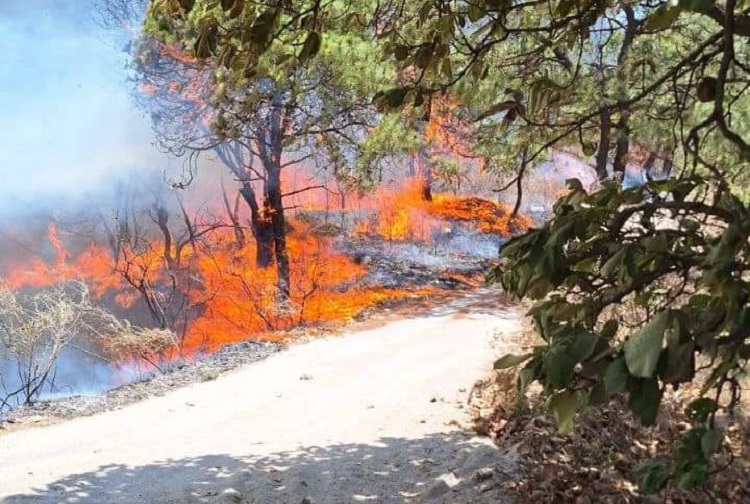 Atienden nuevo incendio en Bosque La Primavera