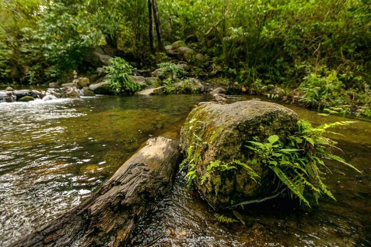 Agotamiento de manantial en Tala afecta a 8 mil habitantes