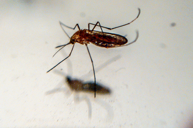 Casos de dengue seguirán al alza; próximas 4 semanas serán complicadas