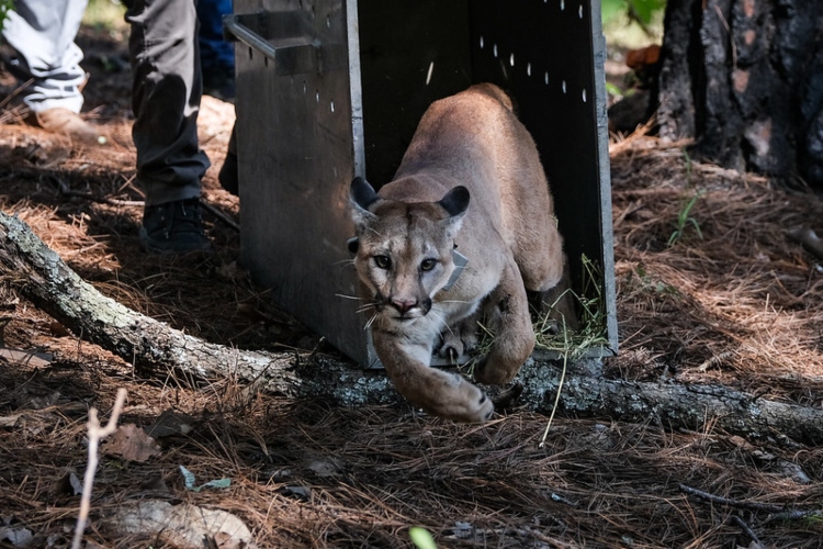 Liberan a puma en el bosque La Primavera
