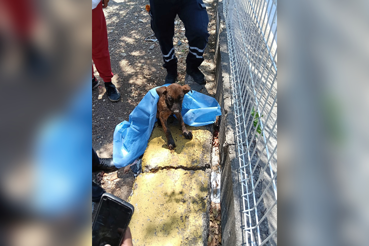 Rescatan a perrito en canal de la Echeverría