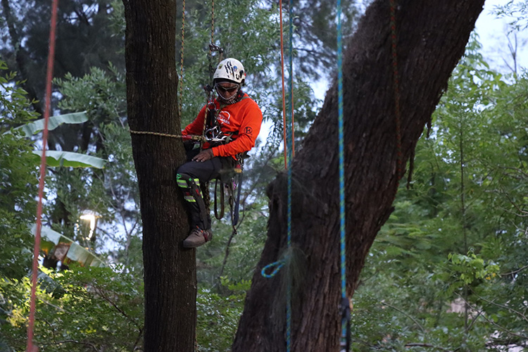 Suman más de 6,700 servicios al arbolado
