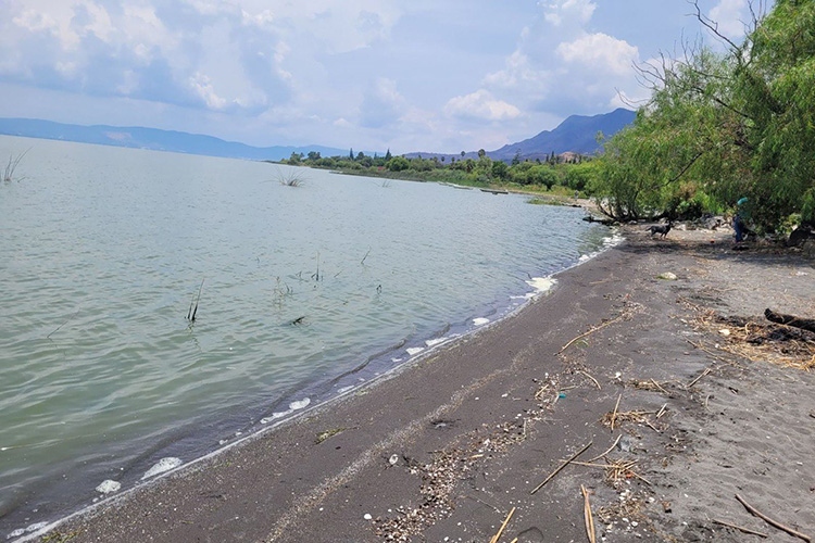 Investigarán muerte de peces en lago de Chapala