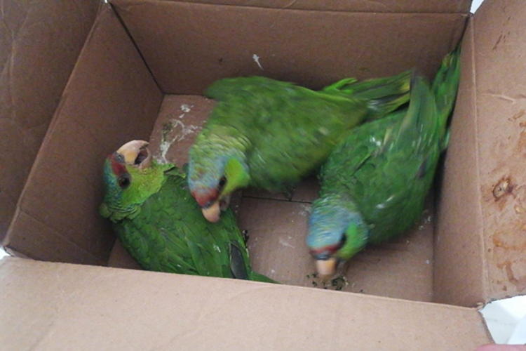 Aseguran a tres loros en peligro de extinción; detienen a uno