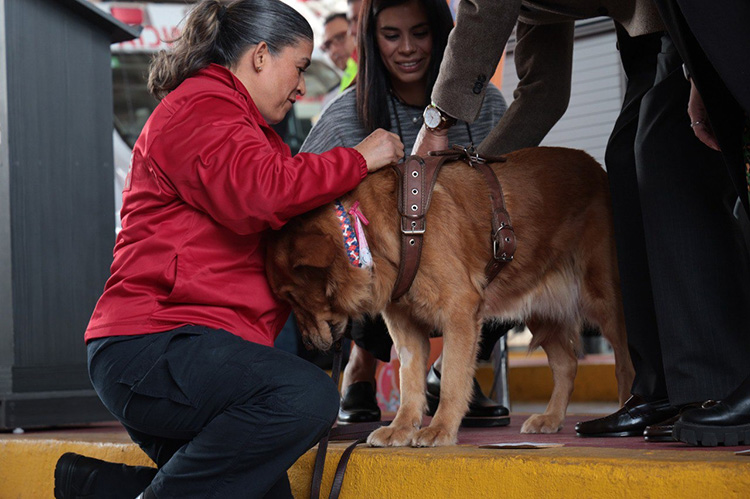 Dan último adiós a 'Akira', perrita rescatista de Zapopan