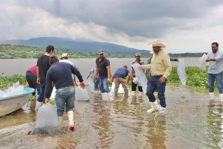 Liberan 300 mil crías de tilapia en Etzatlán y San Juanito de Escobedo 
