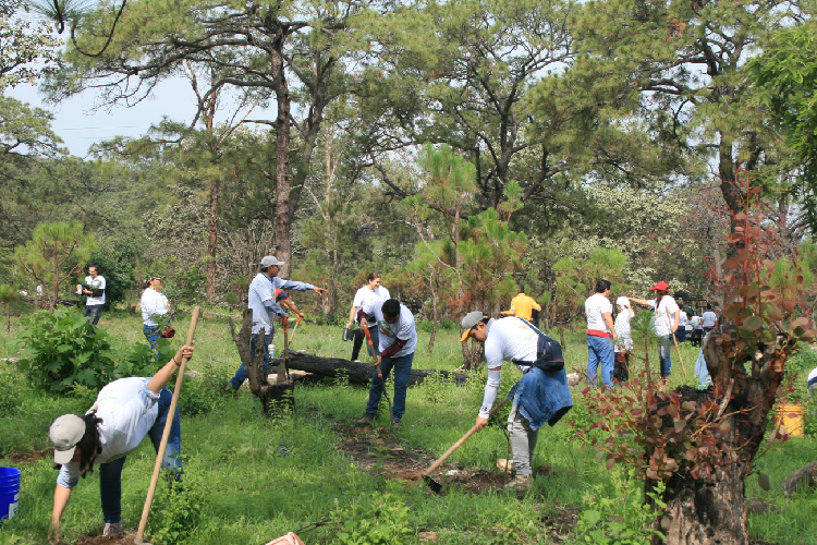 Reforesta agroindustria tequilera el Bosque de la Primavera con 900 árboles