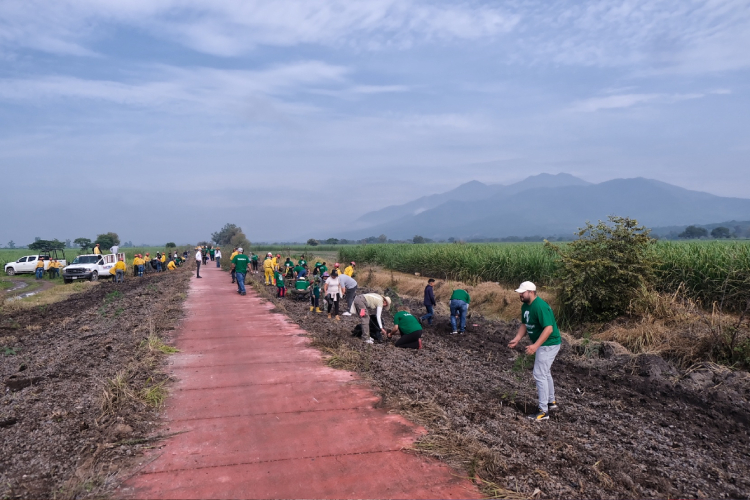 Secretaría de Cultura realiza jornada de reforestación en Vías Verdes de La Vega