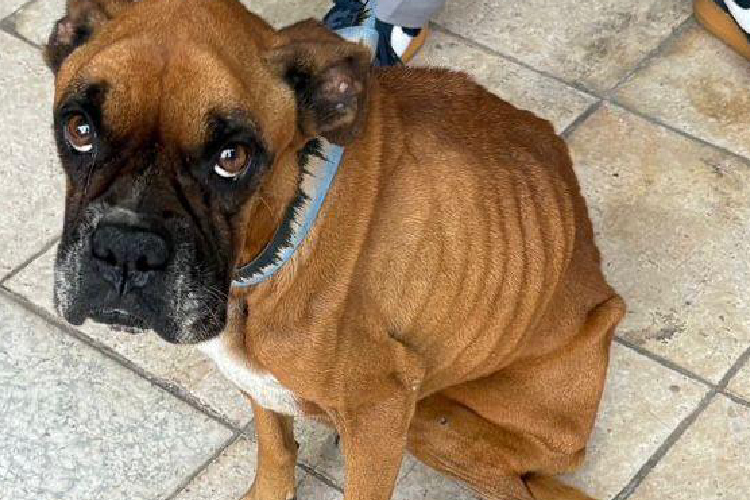 Rescatan a perrito víctima de maltrato en la Independencia Oriente