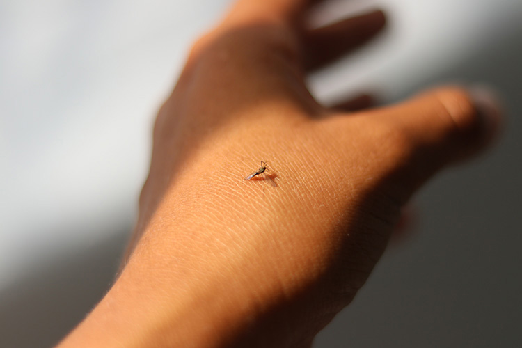 Casos de dengue, bajo control: Salud 