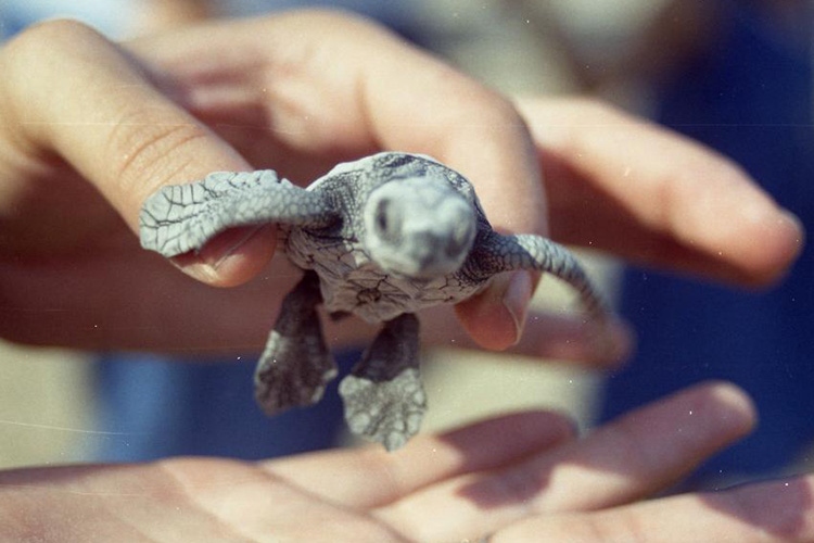 Esperan liberar a 529 mil crías de tortuga 