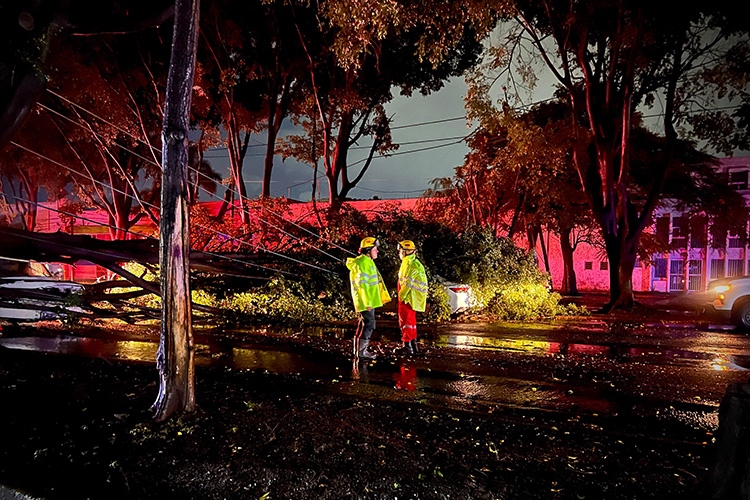 Suman 908 servicios de arbolado con daños